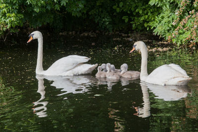 Mute swan with cygnets in pond