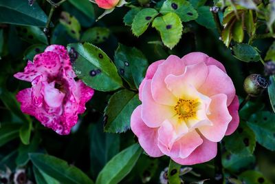 Close-up of pink flowers blooming outdoors