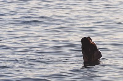 Couple swimming in sea