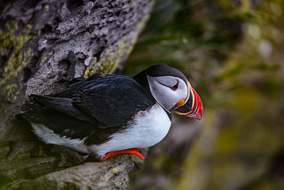 Puffins in the cliffs