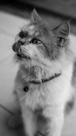 Close-up of cat looking away