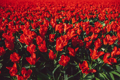 Full frame shot of red tulip flowers on field