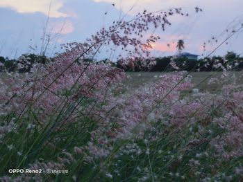 Close-up of flowering plants by land against sky