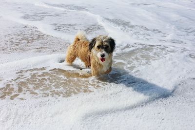 Dog running on beach