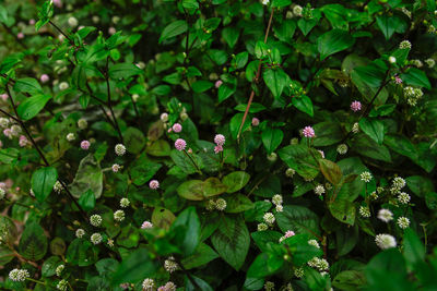 Close-up of green leaves