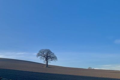 Bare tree on field against sky