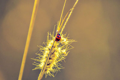 Close-up of ladybug on flower