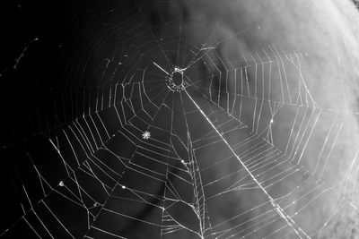 Close-up of spider web