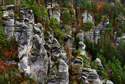 View of trees on mountain