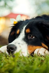 Close-up of dog looking away