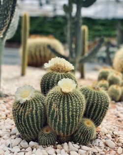 Cactus flower 