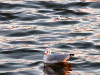 Close-up of duck swimming in lake