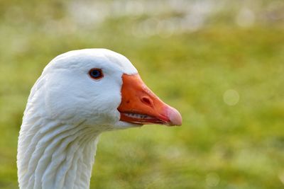 Close-up of white duck on field