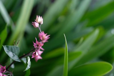 Close-up of pink flowering plant