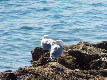 White swan on rock by sea