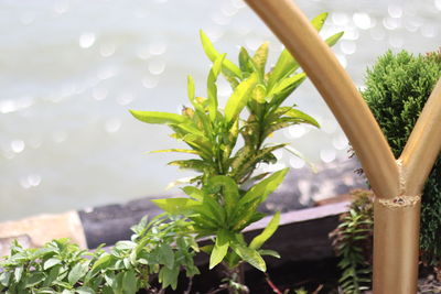 Close-up of plant growing on tree trunk