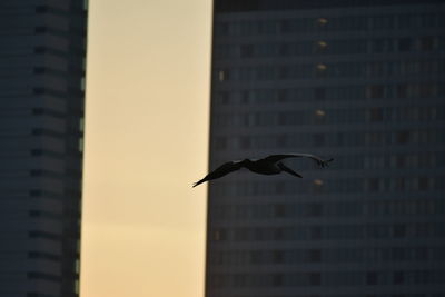 Close-up of bird flying against sky