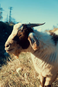 Close-up portrait of a goat