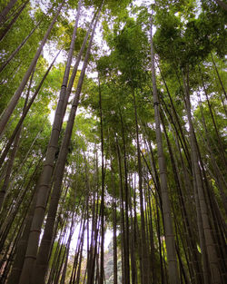 Low angle view of trees in forest