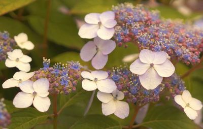 Close-up of flowers