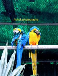 View of a bird perching