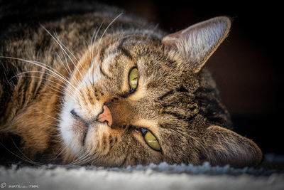 Close-up of a cat