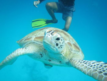 Low section of man swimming underwater