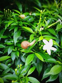 Close-up of snail on plant