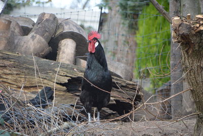 View of birds against plants