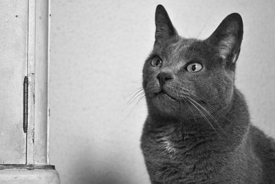 Close-up of cat looking away against wall