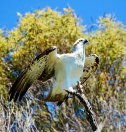 Close-up of a bird flying against the sky