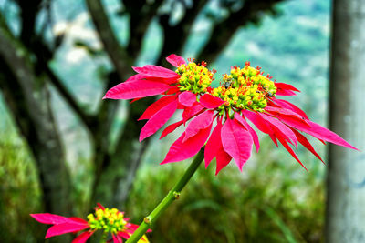 Close-up of pink flowering plant