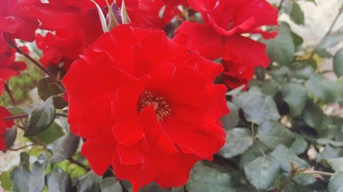 Close-up of red flowers blooming outdoors