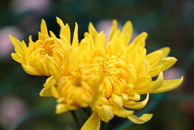 Close-up of yellow dahlia
