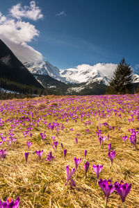 Purple flowering plants on field against sky