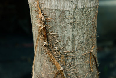 Close-up of tree trunk