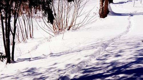 Snow covered land and bare trees on field