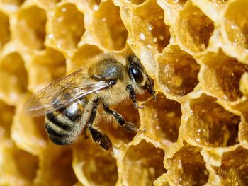 Extreme close-up of bee on honeycomb