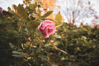 Close-up of pink rose