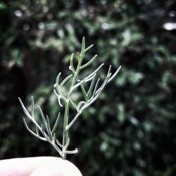 Close-up of hand holding plant