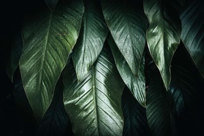 Full frame shot of palm leaves