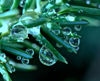 Close-up of water drops on leaf