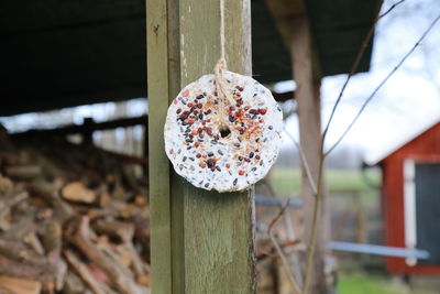 Close-up of strawberry hanging on wood