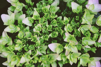 High angle view of flowering plants