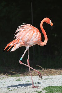 Close-up of flamingo