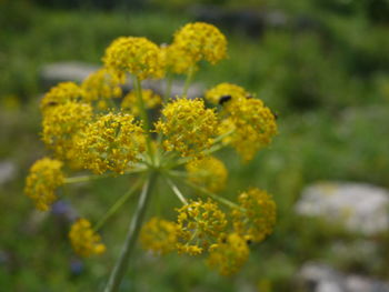 Close-up of yellow flowers growing in garden