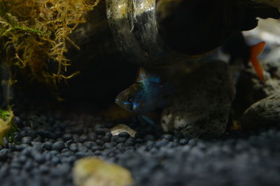 Fish swimming in sea