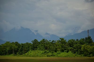 Trees on field against sky