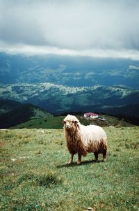 Sheep in a field