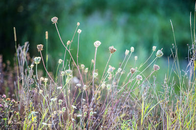 Close-up of flowering plants on field